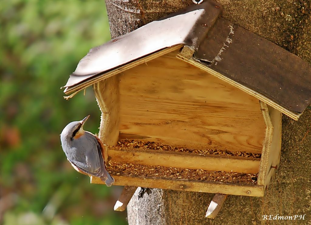 Picchio muratore - Sitta europaea